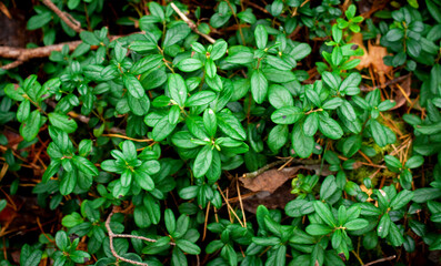 Gorgeous green plants in the forest