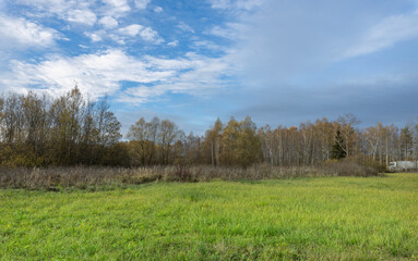 A field of grass with a few trees in the background