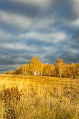Fototapeta premium A field of yellow grass with trees in the background