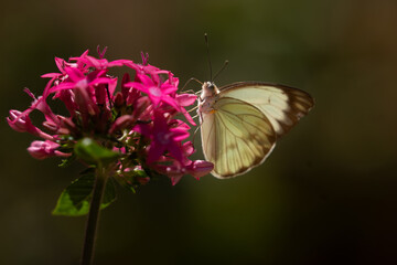 Butterfly on flower, Large southern white, Ascia monuste