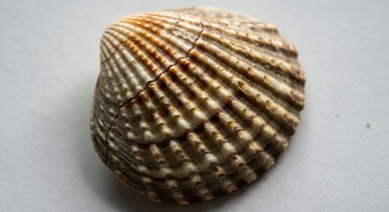 Close-up of textured seashell on white background