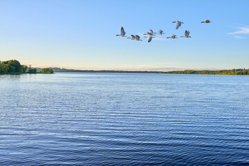 Water, river or blue sky with flock of birds flying over ocean, sea or waves in nature. Animal, group or fleet of feathers in air flight with lake, beach view or natural scenery in outdoor wilderness