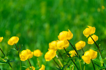 Vibrant Trollius Flowers Stand Out Amidst Green Grass