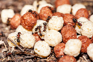 warrior termites attacking a colony of flying ants , small larva on the sand