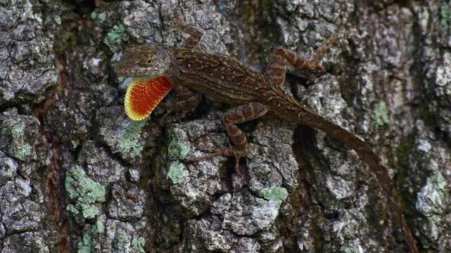closeup of a green anole gecko displaying its dewlap in the wild