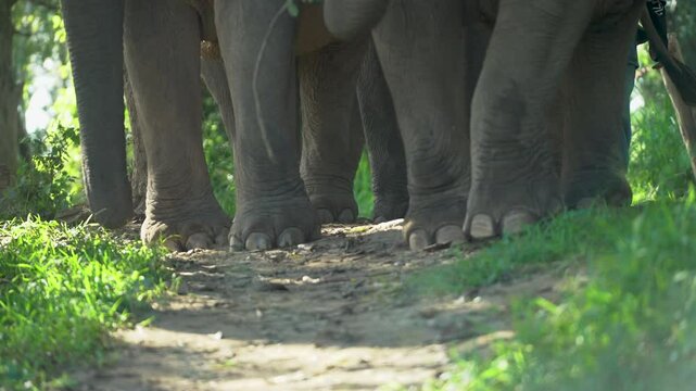 The shot captures a close-up view of multiple elephant feet, creating a rhythmic, powerful sense of movement as they slowly approach the camera. Dust rises with each heavy step, giving texture and dep