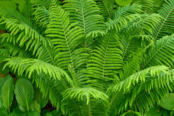 Green, growth and wallpaper with fern in garden closeup for botany, horticulture or landscaping. Background, environment and nature with plants growing outdoor in backyard for conservation or ecology