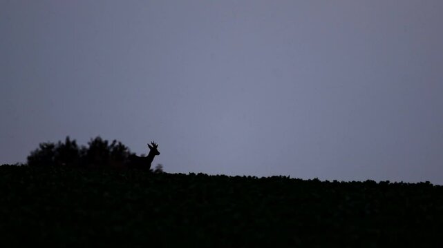 A deer against the light