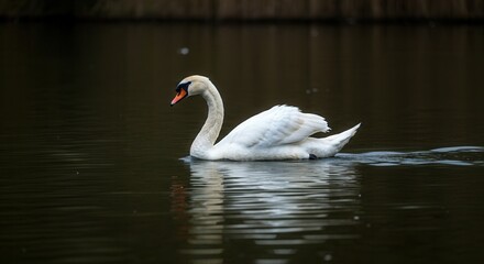 Fototapeta premium Serene white swan gliding on tranquil lake