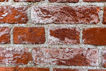 Close up white efflorescence on a brick wall. Efflorescence white powdery deposit of salts on brickwork