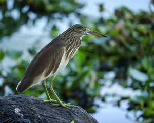 Indian pond heron perched on the rock over sea shore waiting patiently for the prey to show up un the sea backwaters 