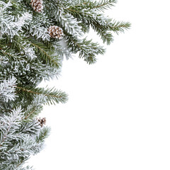 christmas tree branches