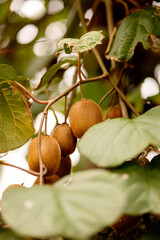 Branch with kiwi fruits on an autumn day in Austria
