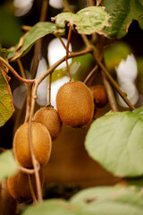 Kiwi fruits on a branch in close-up. Austria