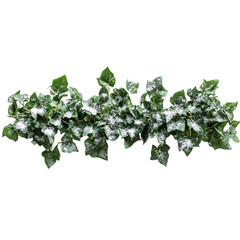 leaves isolated on white background