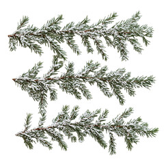 Evergreen branch