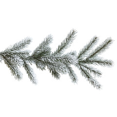 A sleek line of fir branches