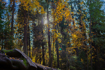 Fototapeta premium autumn in the woods