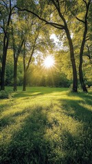 Fototapeta premium Sunlight streaming through trees in a lush green park during late afternoon