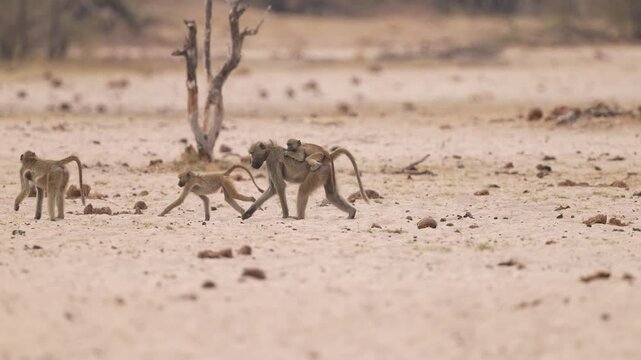 Baboons are large primates in Africa, considered Old World monkeys. Monkey troop or family group. Slow motion, 25 percent natural speed.