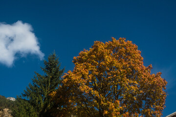 Un albero con le foglie colorate per il fogliame autunnale si staglia contro il cielo azzurro