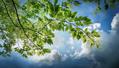 Obraz premium sun shining through the branches