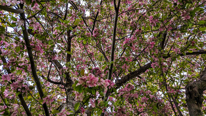 Apple Trees in Full Bloom: Pink Blossoms Adorning Montreal’s Spring Foliage at its Peak