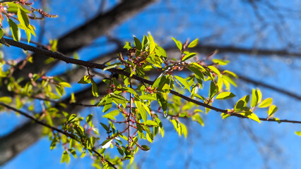 Macro Close-Up of Tiny Unbloomed Pink Flowers on a Tree Against a Bright Blue Sky