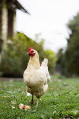 White chicken in the yard guards the brown testicles. Close-up