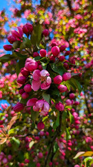 Vibrant Cherry Blossom Tree in Full Bloom: Dark Pink Flowers Ushering in Peak Spring in Montreal