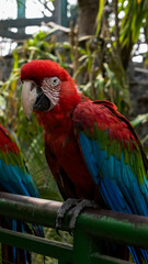 red and blue macaw