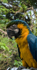 blue and gold macaw