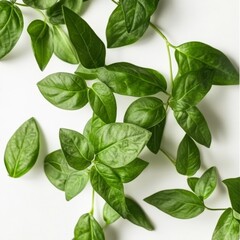 Leaves of Andrographis paniculata