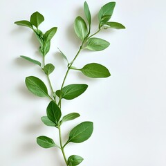 Obraz premium Andrographis paniculata leaves on white