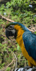 blue and yellow macaw