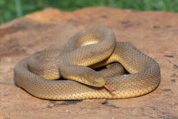 A beautiful adult Southern Brown Egg-eater (Dasypeltis inornata) in the wild