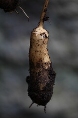 Jerusalem artichoke, 
Root vegetables from organic farming