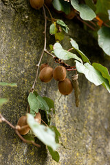 Thin kiwi vine with fruits on a gray stone background