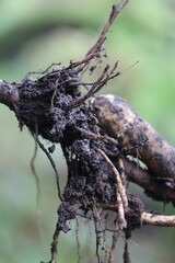 Jerusalem artichoke, 
Root vegetables from organic farming