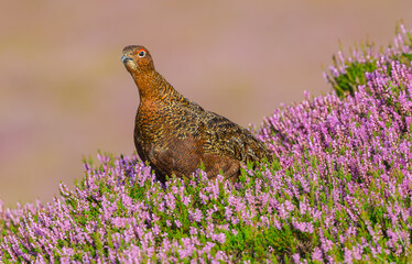Red Grouse, Scientific name: Lagopus Lagopus. A stunning male Red Grouse with red eyebrow facing left in blooming purple heather.  Clean background.  Space for copy, Horizontal.
