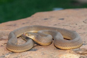 A beautiful adult Southern Brown Egg-eater (Dasypeltis inornata) in the wild