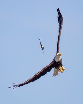 A Eastern Kingbird got angry with the Bald Eagle after it flew near its nest it chased the eagle away attacking and showing his red crown