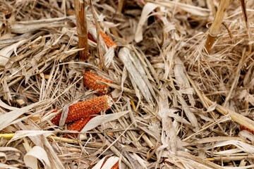 Remains of corn leaves and cob rods in the field after harvesting
