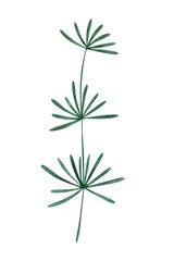 Hand drawn watercolor spring leaf. Isolated on a white background object. Watercolor branch element.