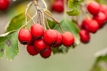 Clusters of ripening red currants on the branches of bushes in the garden