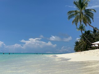 beach with palm trees