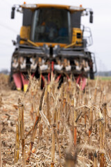 Obraz premium High remnants of corn stalks after combine operation