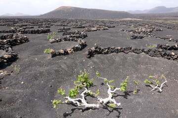 Weinbau auf Lanzarote