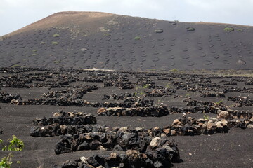 Weinbau auf Lanzarote