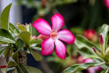 Beautiful flower of the plant called desert flower. A rare plant with an exotic and thick trunk